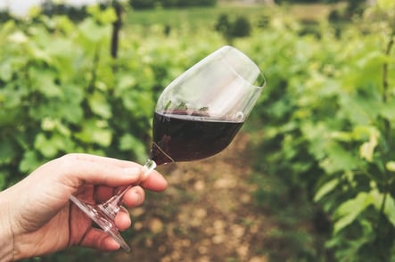 Hand holding wine glass in vineyard